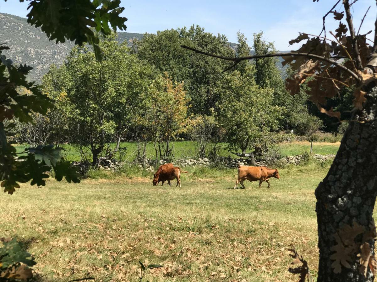 Casa Sierra De Gredos ξενώνας Navasequilla Εξωτερικό φωτογραφία